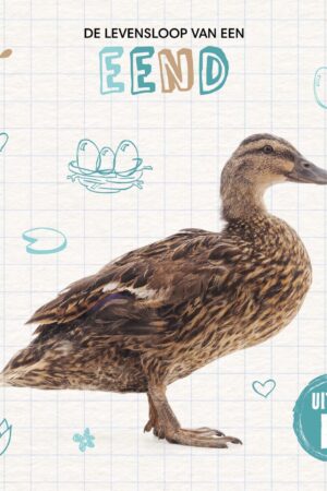 De levensloop van een eend